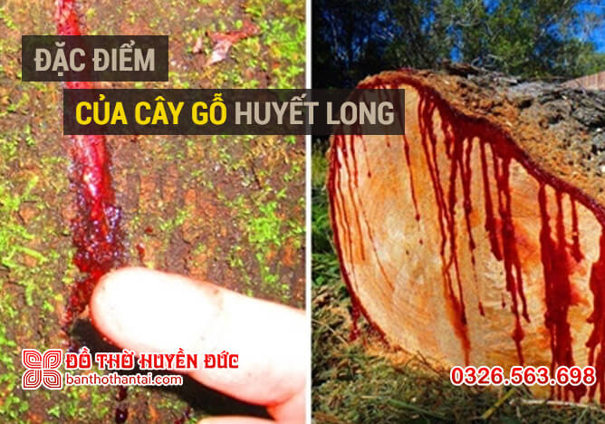 Đặc điểm của cây Huyết Long