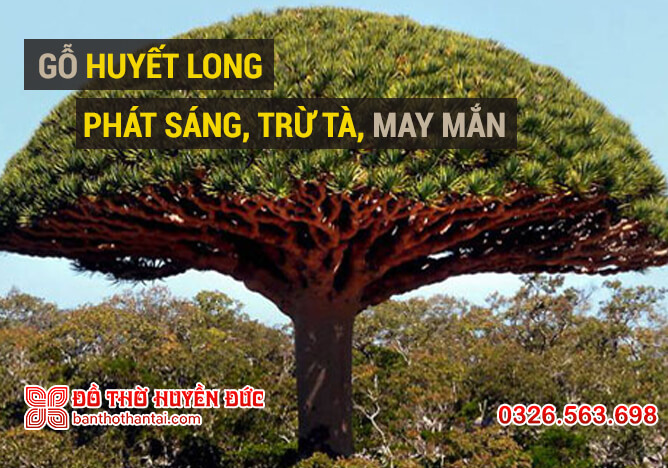 Huyết Long phát sáng trừ tà, mang lại may mắn