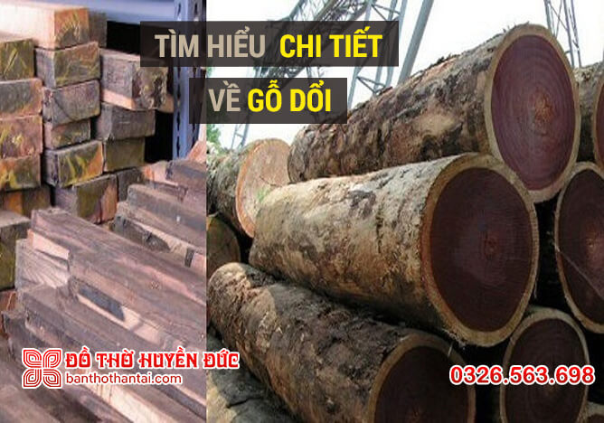 Giới thiệu chi tiết về gỗ Dổi