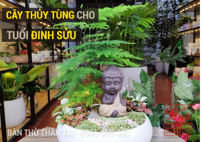 Cây Thủy Tùng