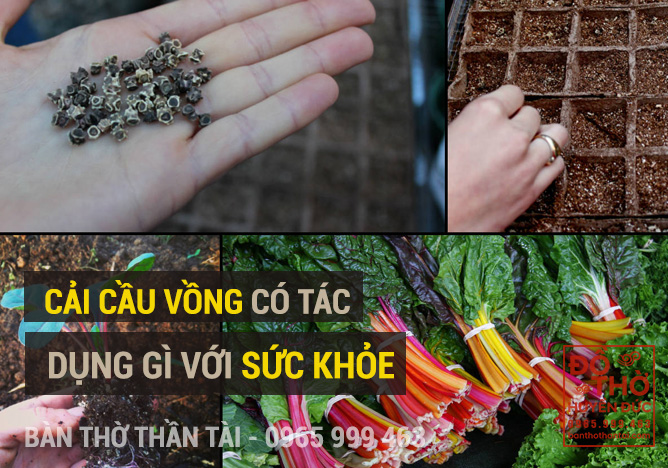 Tác dụng của cải cầu vồng