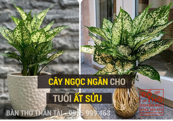 Cây Ngọc Ngân