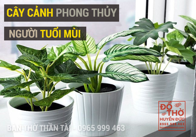 Cây phong thủy hợp tuổi Mùi