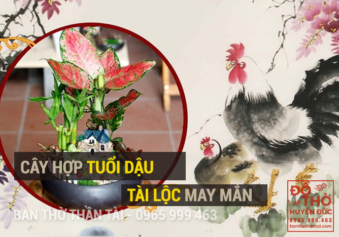 Tìm hiểu cây phong thủy hợp tuổi dậu