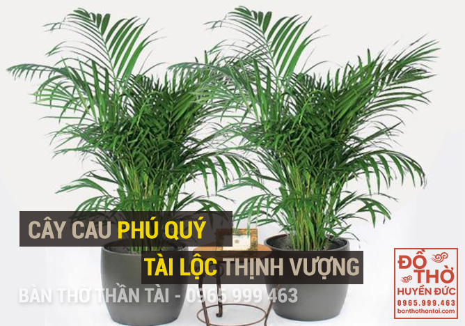 Cây cau phú quý