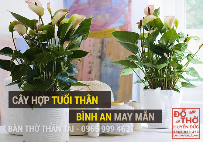 Cây phong thủy hợp tuổi Thân