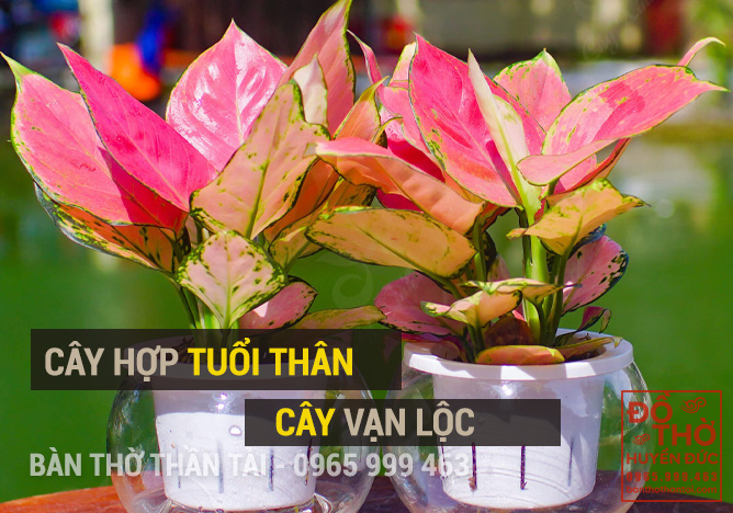 Cây vạn Lộc