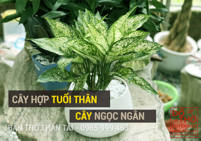 Cây Ngọc Ngân