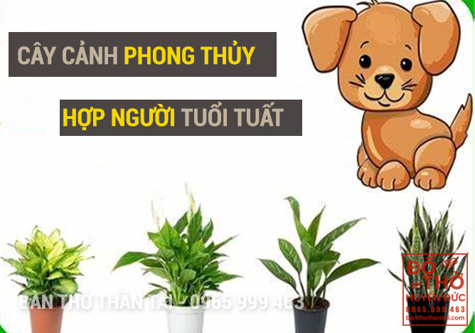 Cây phong thủy hợp tuổi tuất