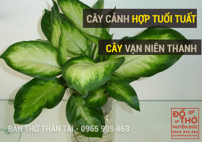 Cây vạn niên thanh