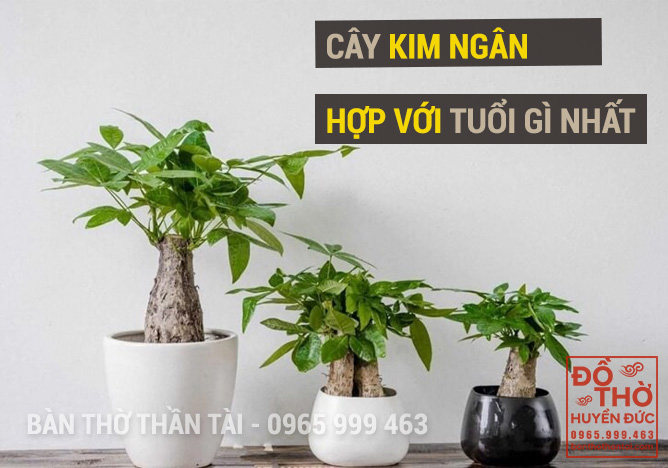 Cây Kim Ngân Hợp với Tuổi gì?