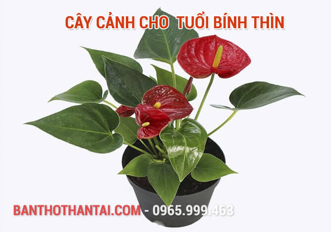 Cây cảnh cho  tuổi Bính Thìn