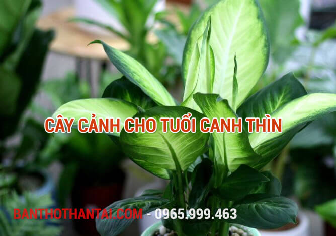 Cây cảnh cho tuổi Canh Thìn