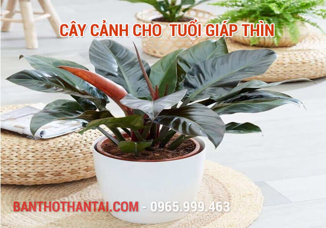 Cây cảnh cho  tuổi Giáp Thìn