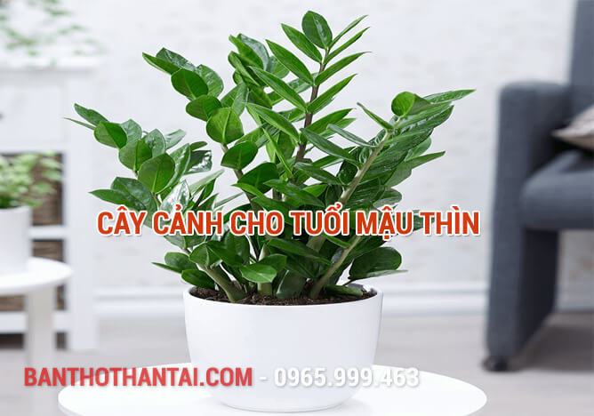 Cây cảnh cho tuổi Mậu Thìn