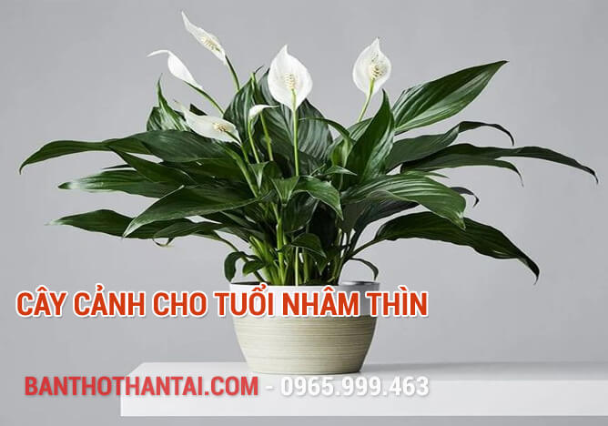 Cây cảnh cho tuổi Nhâm Thìn