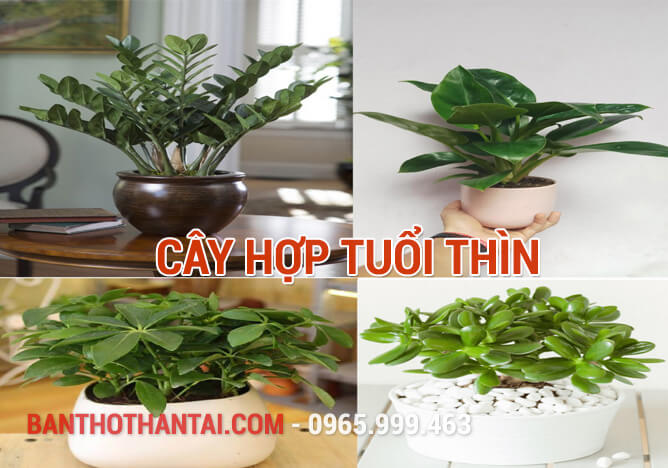 Cây Hợp Tuổi Thìn