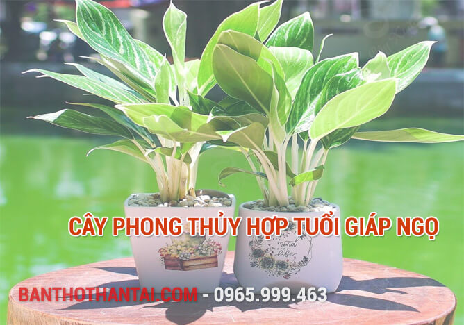 Cây phong thủy hợp tuổi Giáp Ngọ