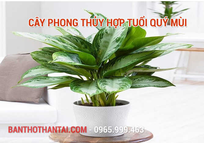 Cây phong thủy hợp tuổi Quý Mùi