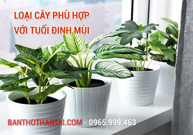 Loại cây phù hợp với tuổi Đinh Mùi