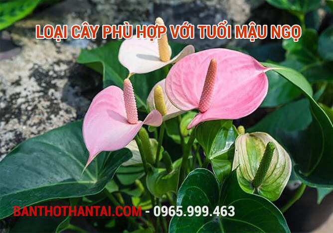 Loại cây phù hợp với tuổi Mậu Ngọ