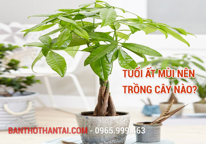 Tuổi Ất Mùi nên trồng cây nào?