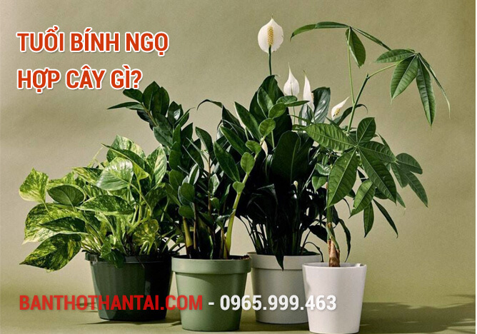 Tuổi Bính Ngọ hợp cây gì?