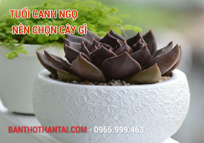 Tuổi Canh Ngọ nên chọn cây gì