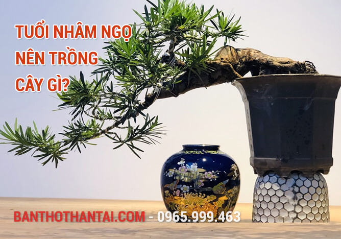 Tuổi Nhâm Ngọ nên trồng cây gì?