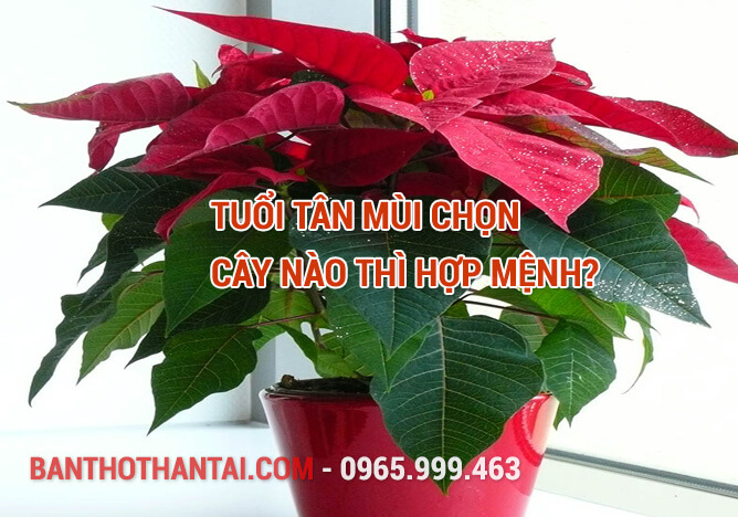 Tuổi Tân Mùi chọn cây nào thì hợp mệnh?